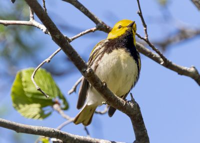 Black-throated-green warbler