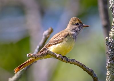 Great-crested flycatcher