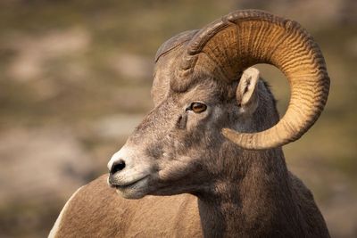 Big horn sheep at Mt Wilcox pass