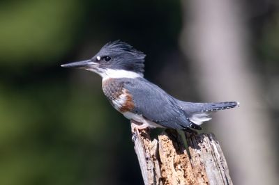 Belted Kingfisher (f)