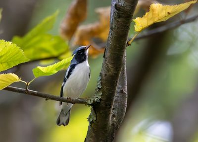 Black-throated-blue warbler