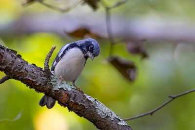 Blak-throated-blue warbler