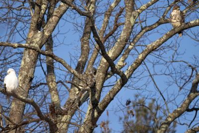 Red-tailed hawk (leucistic)