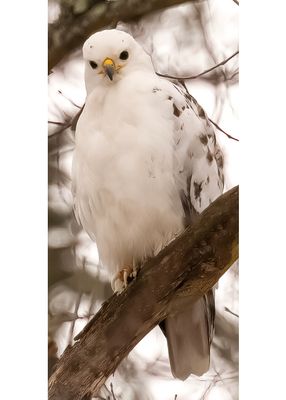 leucistic red-tailed hawk