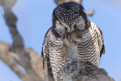 Northern Hawk Owl