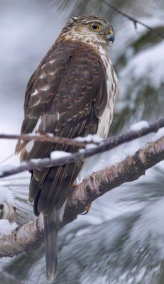 Sharp-shinned hawk