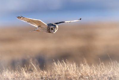 Short-eared owl