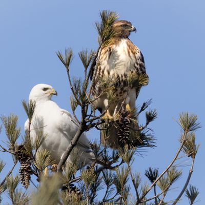 Leucistic Red-tailed hawk