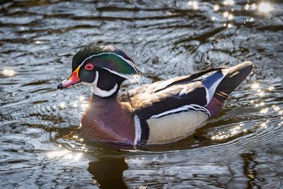 Wood Duck