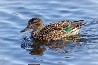 Green winged teal hen