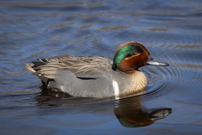 Green winged teal drake