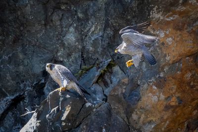Peregrine falconS