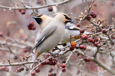 Bohemian Waxwings