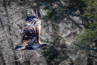 Juvenile Bald Eagle