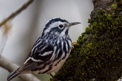 Black and white warbler