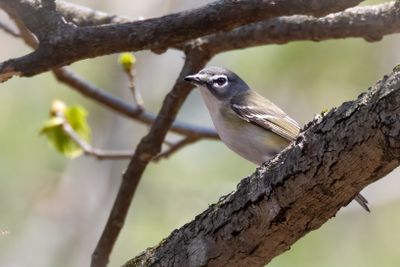 Blue headed Vireo