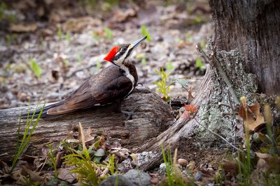 Pileated woodpecker