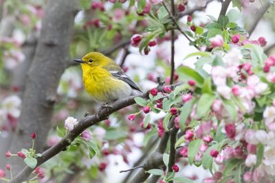 Pine warbler