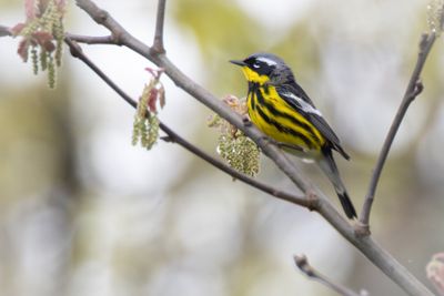 Magnolia warbler
