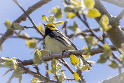 Black-throated-green warbler