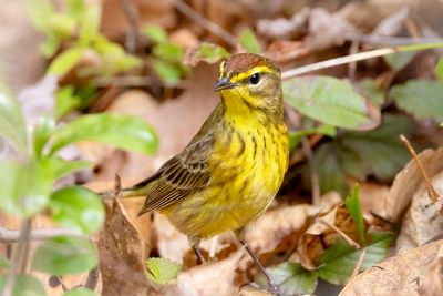 Palm warbler
