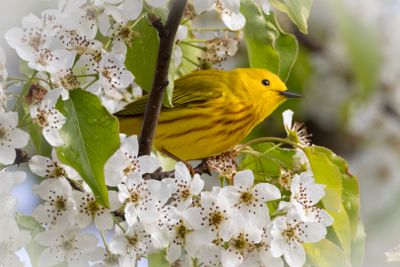 Yellow warbler