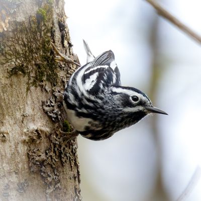 Black-and-white warbler