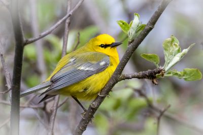 Blue-winged warbler