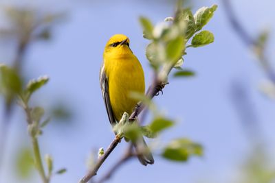 Blue-winged warbler