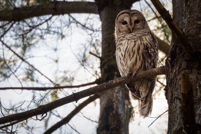 Barred owl