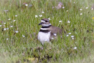 Killdeer