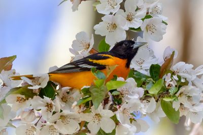 Baltimore Oriole
