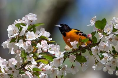 Baltimore Oriole