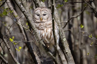 Barred Owl