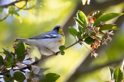 Northern Parula