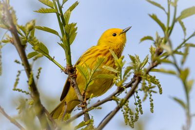 Yellow Warbler