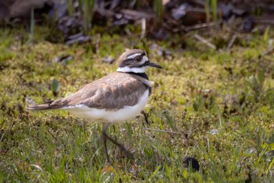 Killdeer