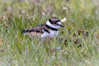Killdeer