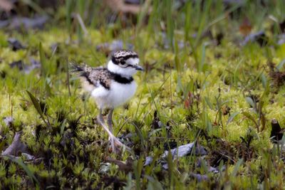 Killdeer