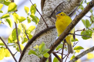 Wilsons Warbler