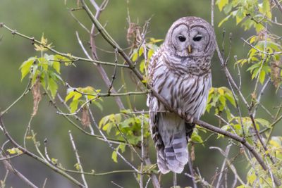 Barred Owl