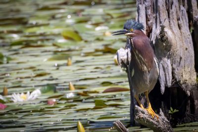Green Heron