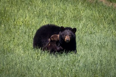 Black Bear