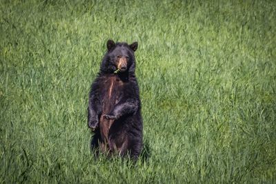 Black Bear