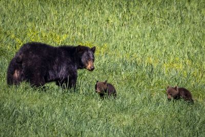 Black Bear