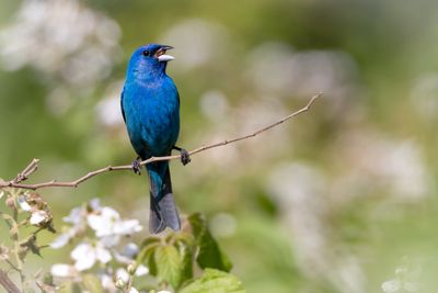 Indigo bunting