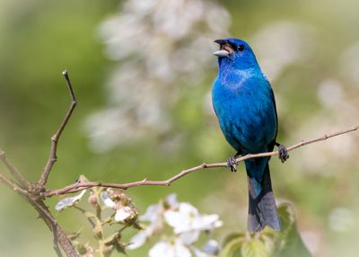 Indigo bunting