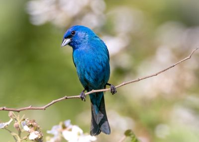 Indigo bunting