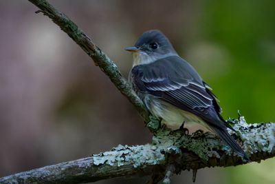 Eastern Wood Pewee
