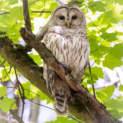 Barred Owl